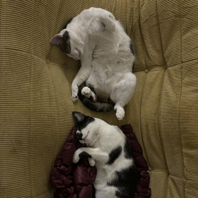 The Gentle Paw photo 2