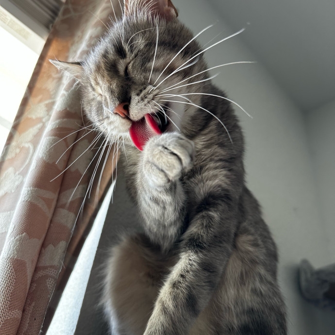 Cj's Cat Care