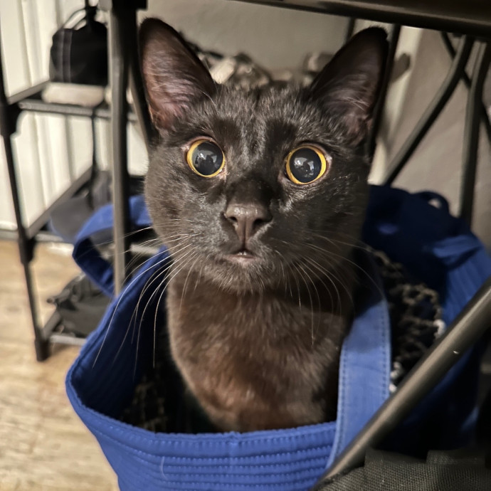 Cj's Cat Care