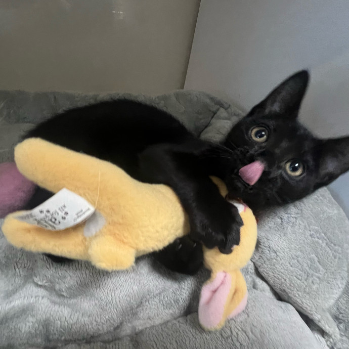 Cj's Cat Care