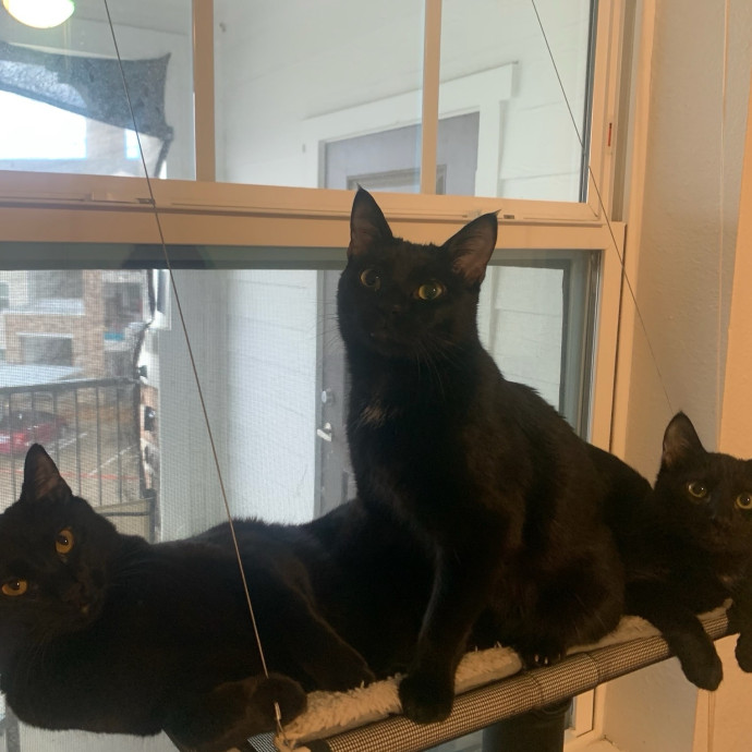 Cj's Cat Care