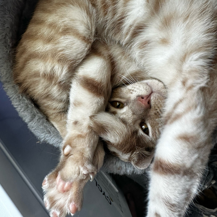 Cj's Cat Care