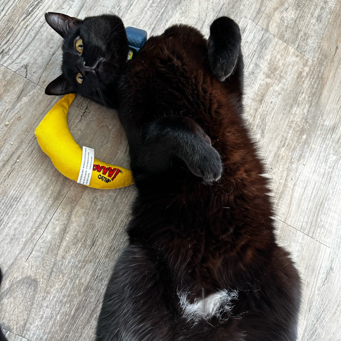 Cj's Cat Care