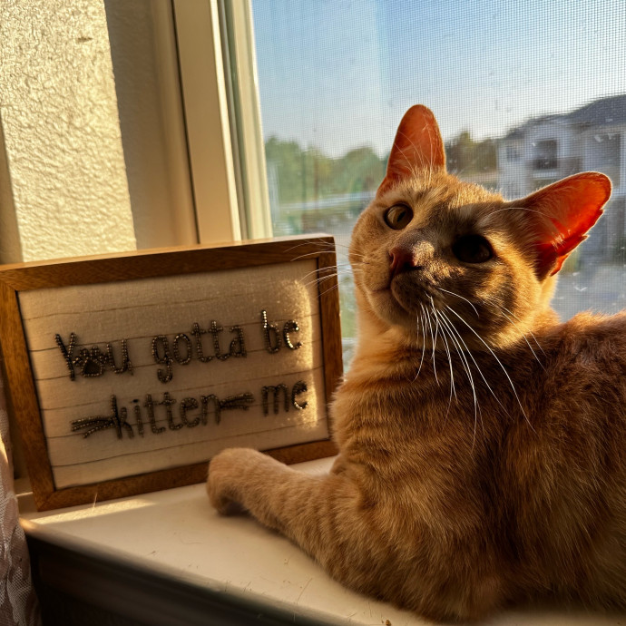 Cj's Cat Care