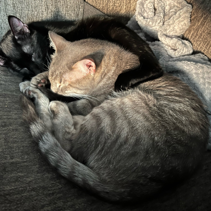 Cj's Cat Care