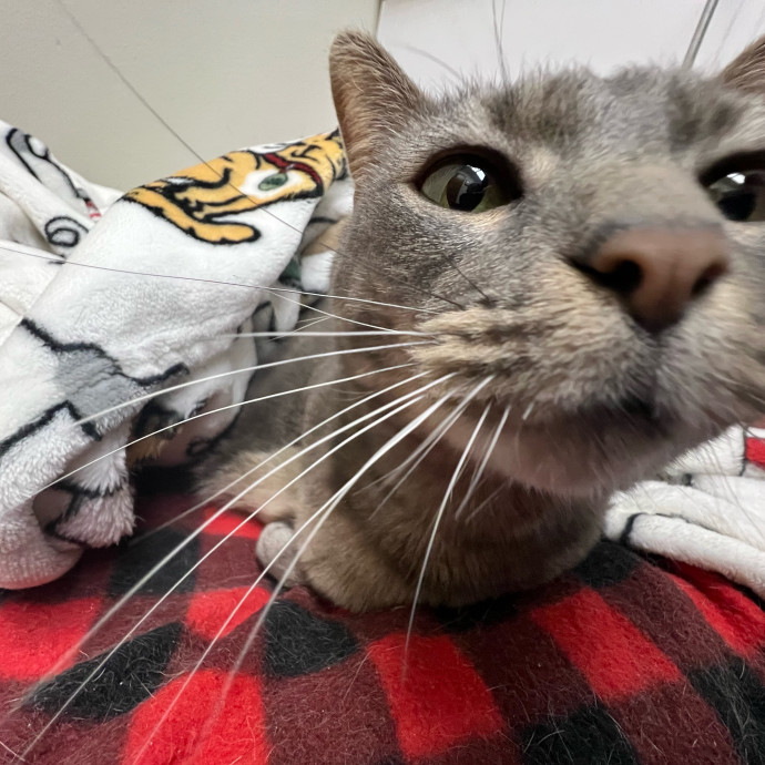 Cj's Cat Care