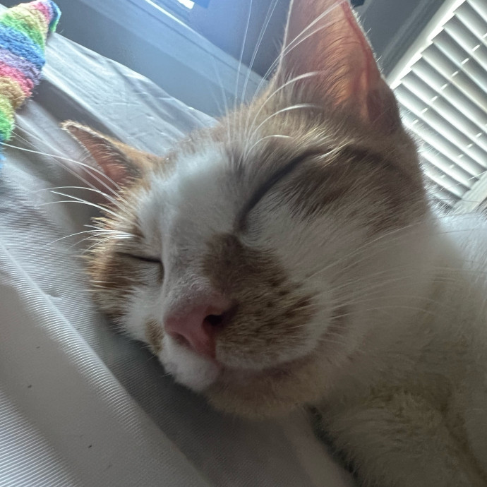 Cj's Cat Care