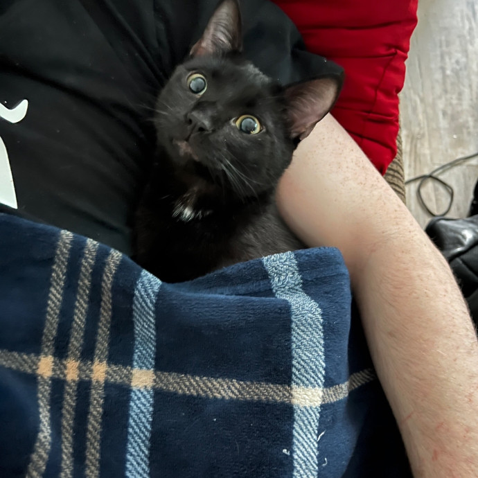 Cj's Cat Care photo 3