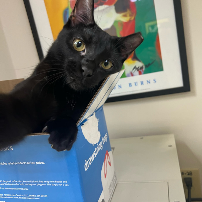 Cj's Cat Care photo 2