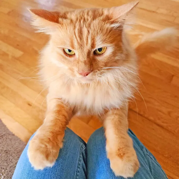 Feline Spoiler Loving All Kitties