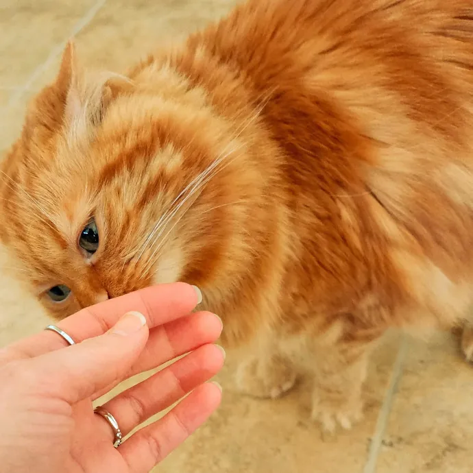Feline Spoiler Loving All Kitties