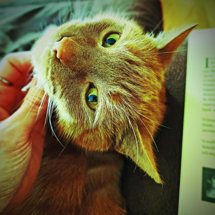 Feline Spoiler Loving All Kitties