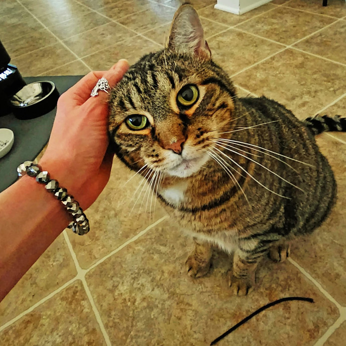Feline Spoiler Loving All Kitties