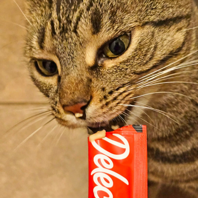 Feline Spoiler Loving All Kitties photo 2