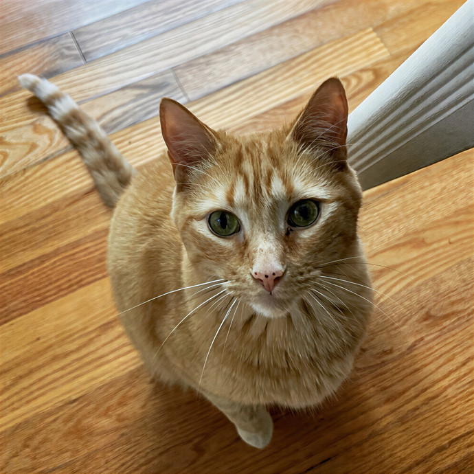 A Cat-Tastic Sitter In Charleston