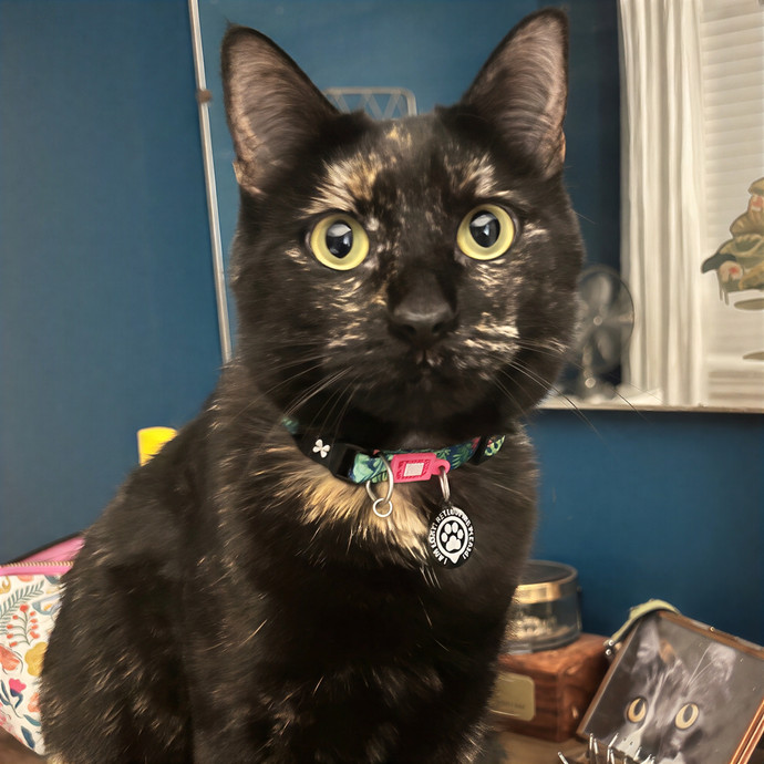 A Cat-Tastic Sitter In Charleston