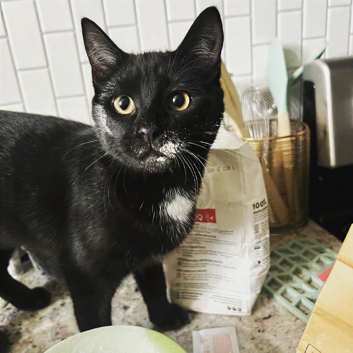 A Cat-Tastic Sitter In Charleston