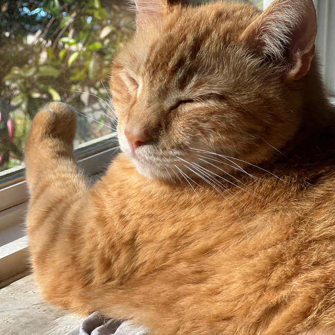 A Cat-Tastic Sitter In Charleston