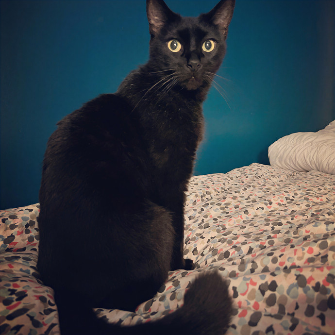 A Cat-Tastic Sitter In Charleston photo 2
