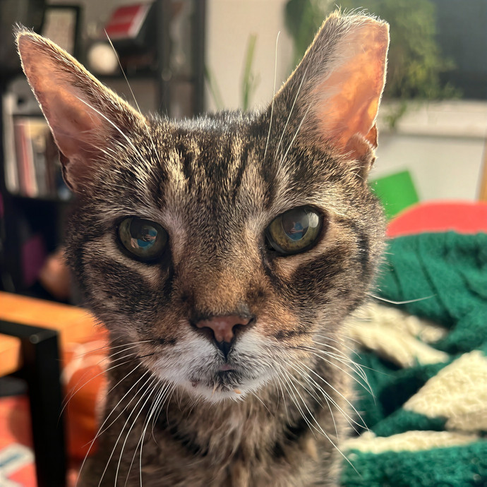 Molly's Cat Sitting Care