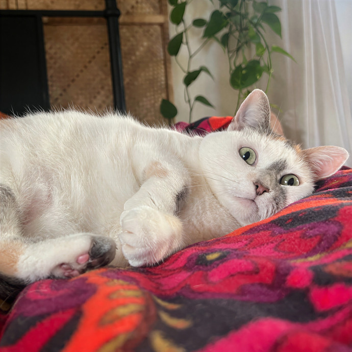 Molly's Cat Sitting Care