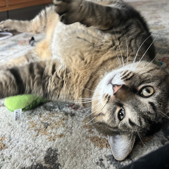 Molly's Cat Sitting Care