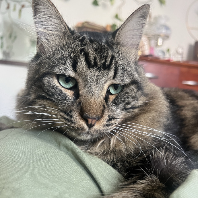 Molly's Cat Sitting Care