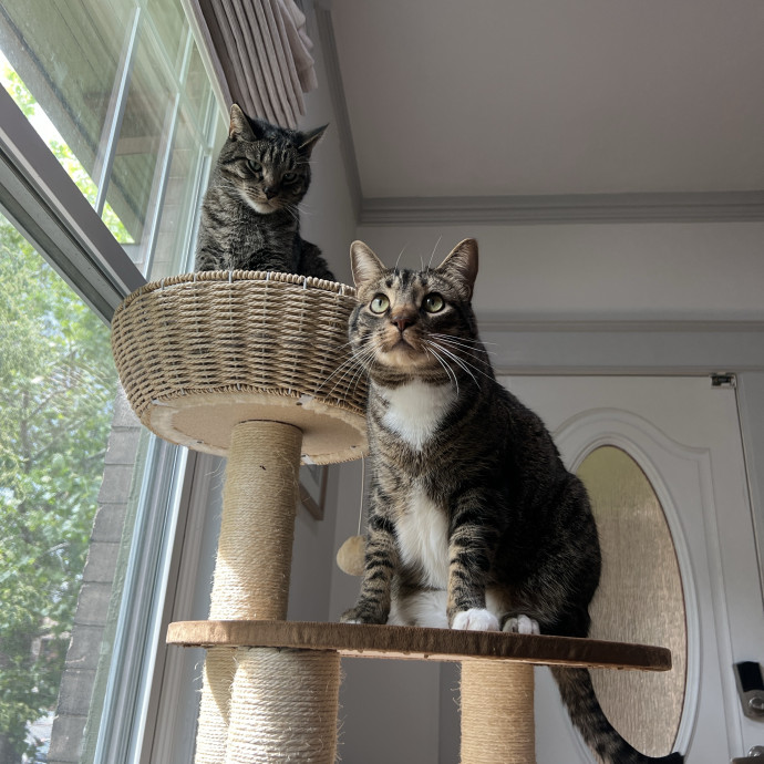 Molly's Cat Sitting Care photo 3