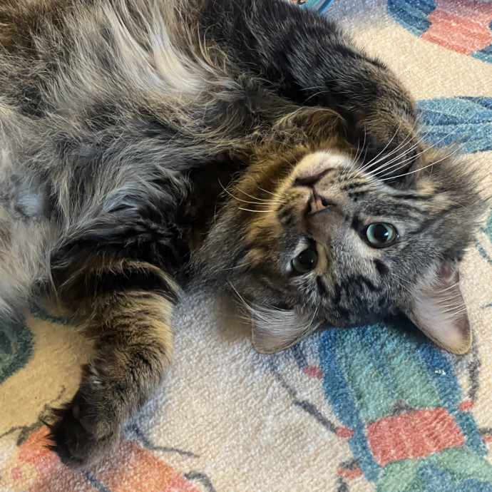 Molly's Cat Sitting Care photo 2