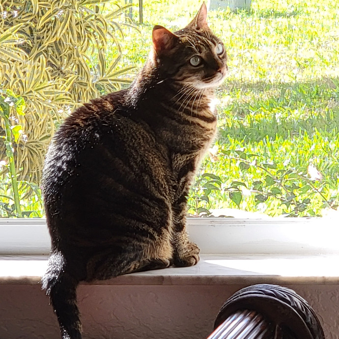 Kind Attentive Cat-Tuned Sitting photo 2