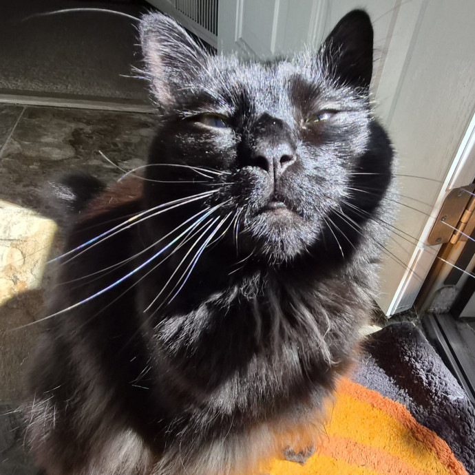 Aly Cat