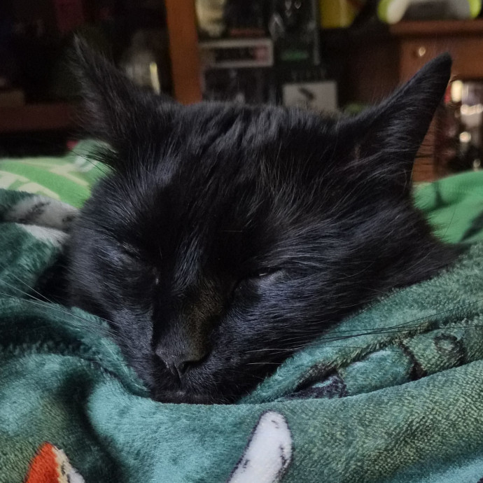 Aly Cat