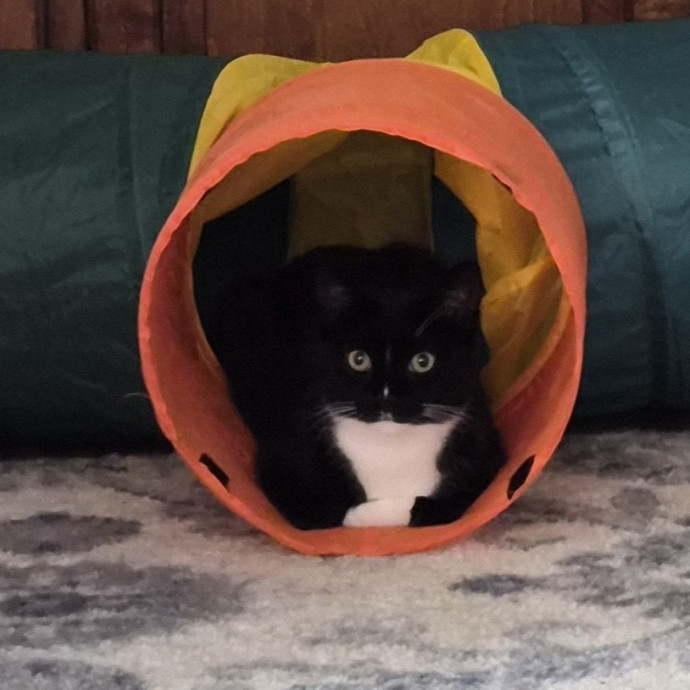 Aly Cat