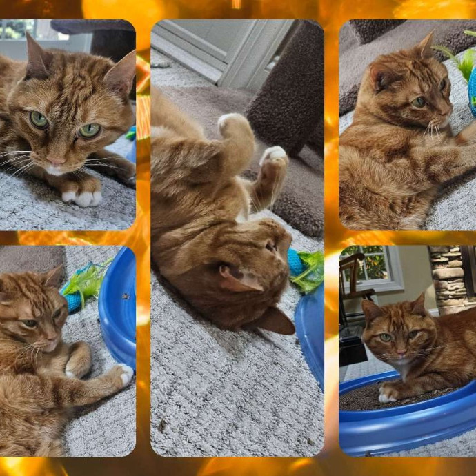 Aly Cat