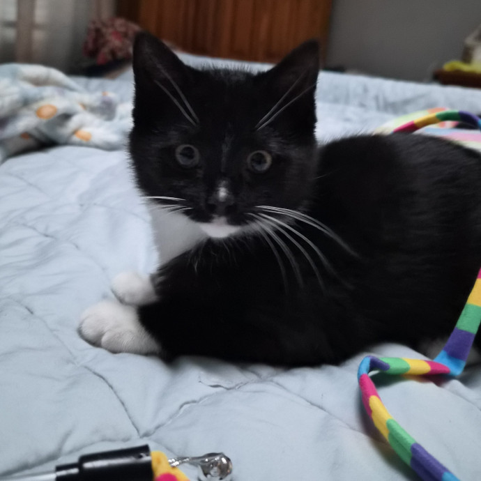 Aly Cat
