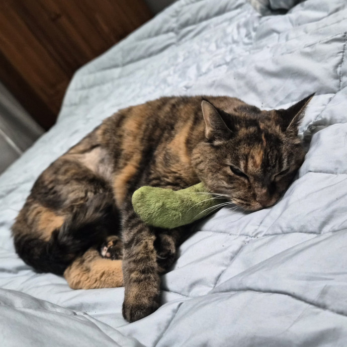 Aly Cat photo 3