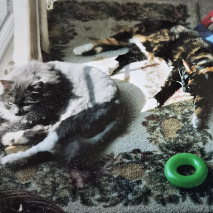 Aly Cat photo 2