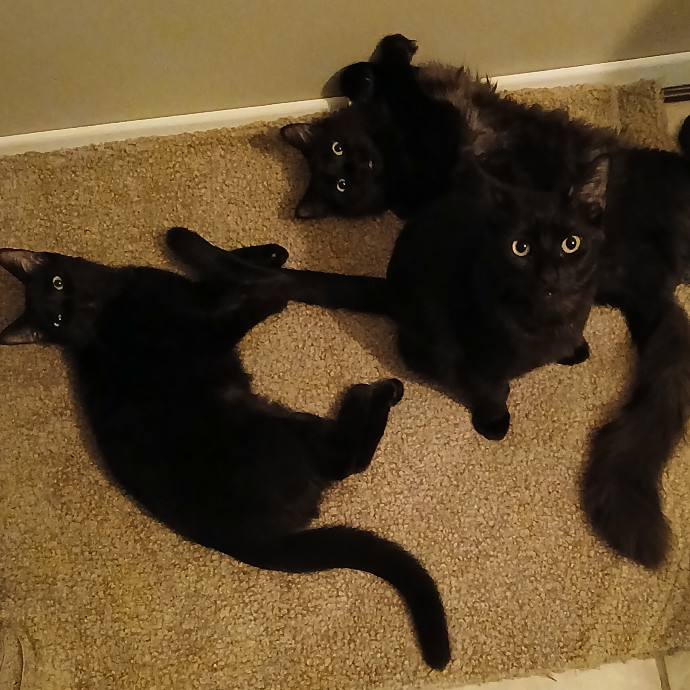 Annette's Purrfect Catsitting photo 2