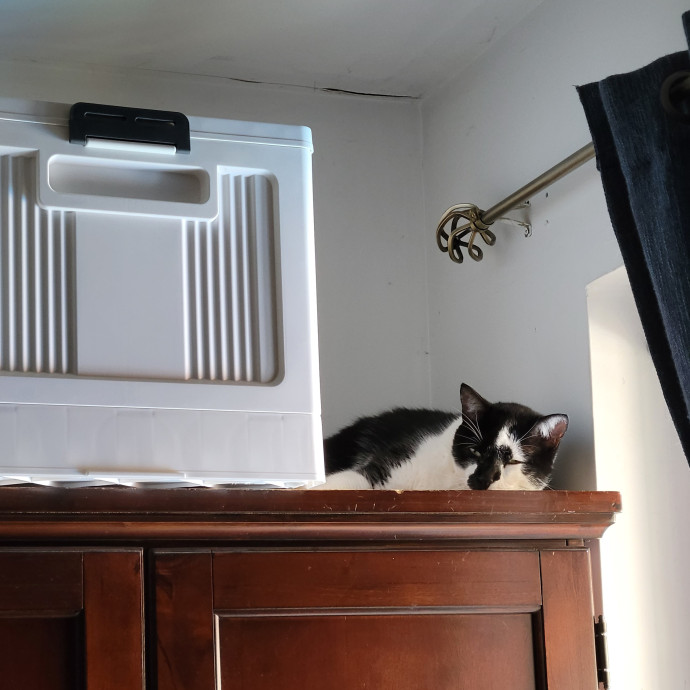 Feline Friendly In Queens