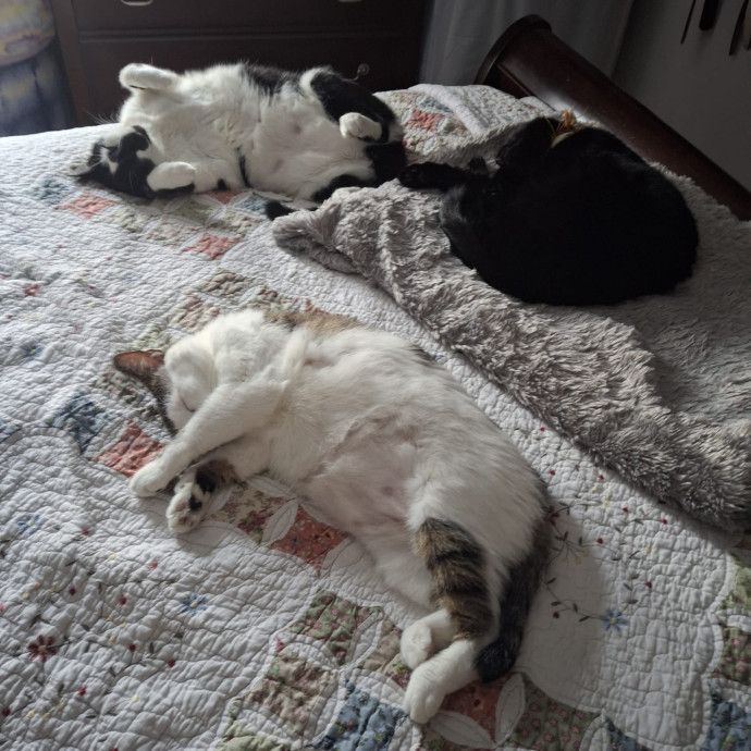 Feline Friendly In Queens photo 3