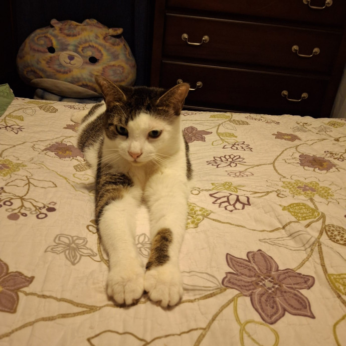 Feline Friendly In Queens photo 2