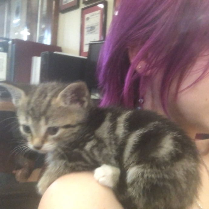 An Experienced Cat Lover photo 2