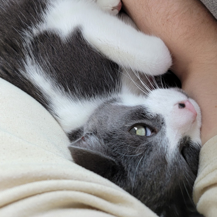 Experienced Cat Dad  Trusted Sitter