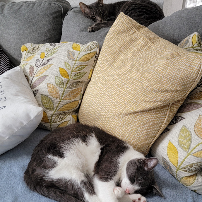 Experienced Cat Dad  Trusted Sitter