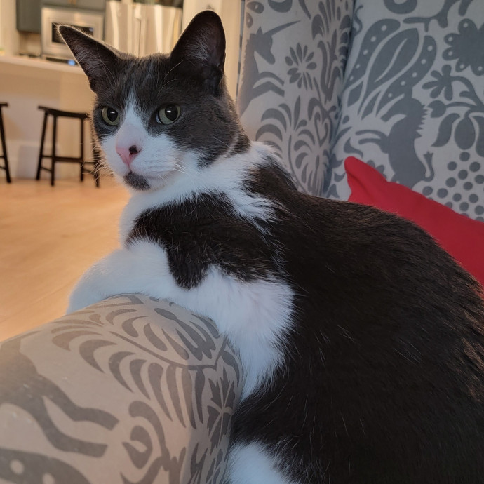 Experienced Cat Dad  Trusted Sitter