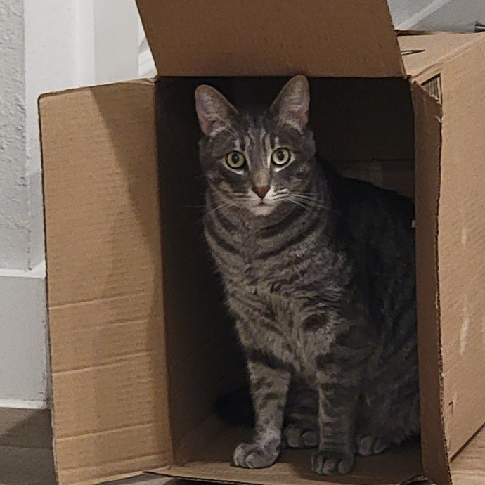 Experienced Cat Dad  Trusted Sitter