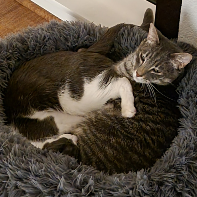 Experienced Cat Dad  Trusted Sitter photo 3