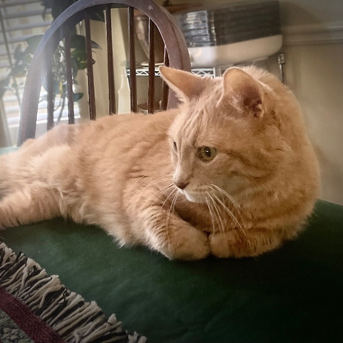 Catmandave
