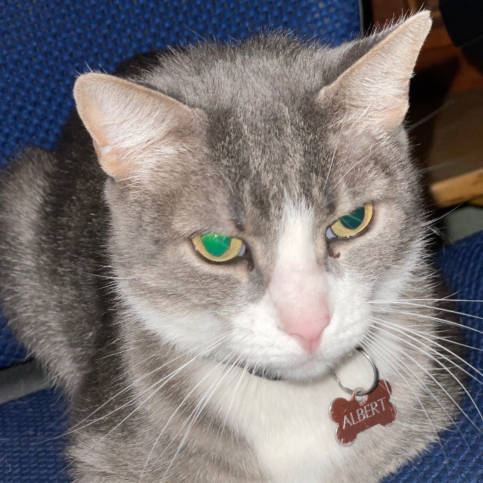 Catmandave