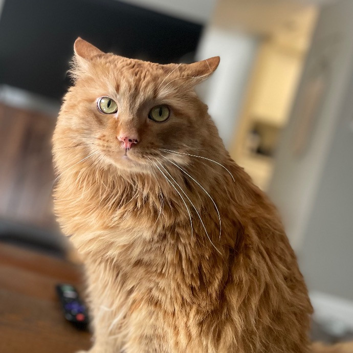 Catmandave